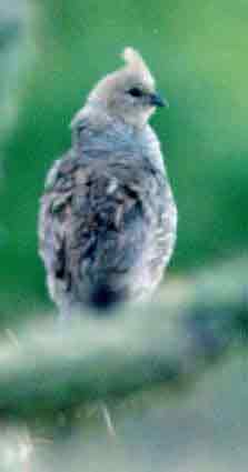 Scaled Quail